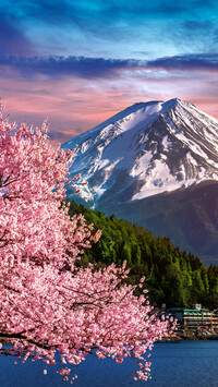 Widok na stratowulkan Fudżi zza drzewa kwitnącej wiśni