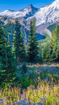 Widok z łąki na staratowulkan Mount Rainier