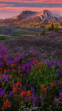 Widok z łąki na wulkan Mount St Helens