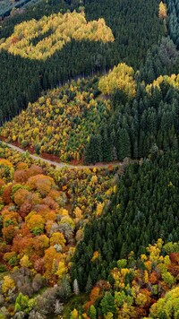 Widok z lotu ptaka na jesienny las