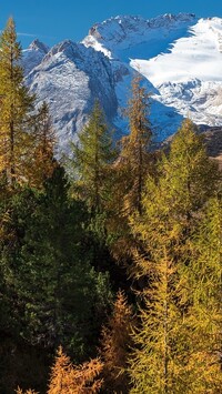 Widok zza drzew na szczyt i lodowiec Marmolada w Dolomitach