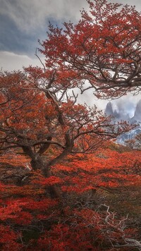 Widok zza drzewa na szczyt Fitz Roy w Andach