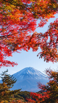 Widok zza jesiennych drzew na górę Fuji