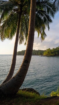 Widok zza palm na Wyspę św Józefa