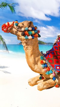 Wielbłąd na morskiej tropikalnej plaży