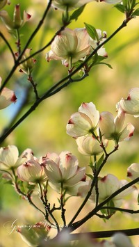 Wieloletni krzew derenia z biało-różowymi kwiatkami