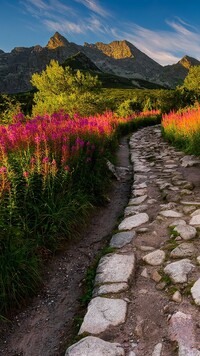 Wierzbówka kiprzyca przy kamiennej drodze w Tatrach