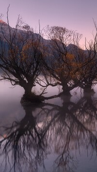 Wierzby na jeziorze Wakatipu