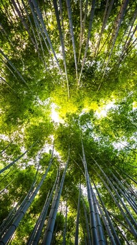 Wierzchołki bambusów