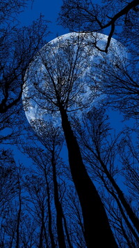 Wierzchołki drzew na tle księżyca