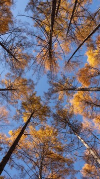 Wierzchołki rozświetlonych drzew na tle nieba