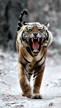 Wietrzenie zębów wściekłego tygrysa