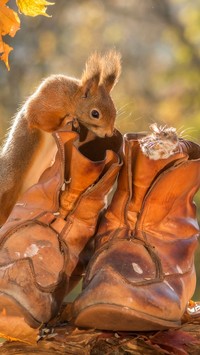 Wiewiórka i mysz w butach jesienią