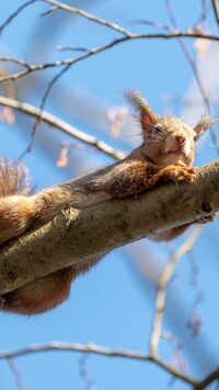Wiewiórka leżąca na gałęzi