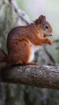 Wiewiórka na drewnianej poręczy
