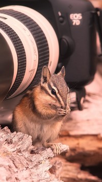 Wiewiórka przy aparacie fotograficznym