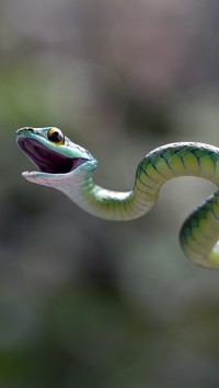 Wijący się wąż