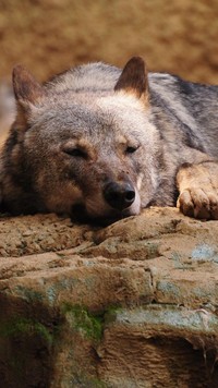 Wilk śpiący na skale