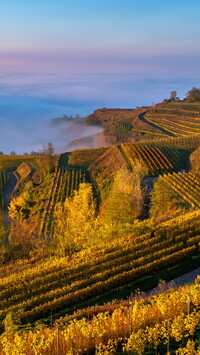 Winnice na wzgórzach Kaiserstuhl