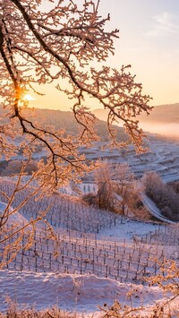 Winnice na wzgórzach w Kaiserstuhl zimową porą