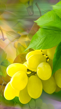 Winogrona w grafice