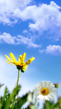 Wiosenne kwiaty na tle nieba