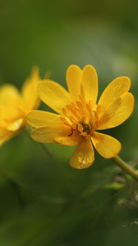 Wiosenne żółte kwiaty