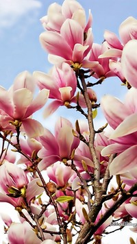 Wiosną kwitnie magnolia