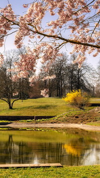 Wiosna nad stawem w parku