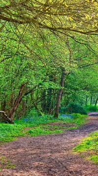 Wiosna w Clapham Park Wood