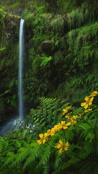 Wodospad na Maderze pośród paproci i kwiatów