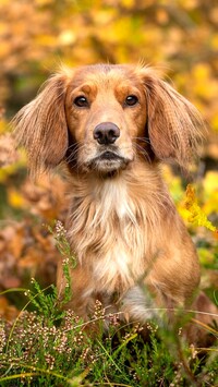 Workin cocker spaniel