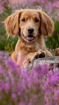 Working cocker spaniel