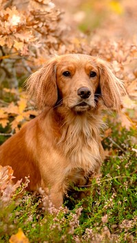 Working cocker spaniel