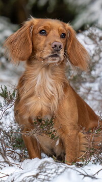 Working cocker spaniel na śniegu