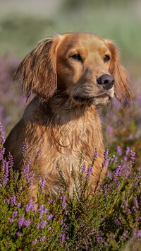 Working cocker spaniel