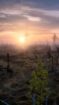 Wschód słońca nad bagnami