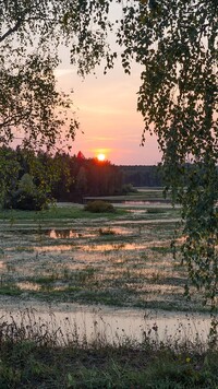 Wschód słońca nad bagnami