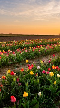 Wschód słońca nad plantacją tulipanów