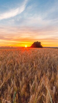 Wschód słońca nad polem zboża