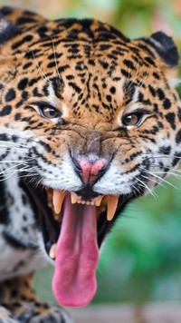 Wściekły jaguar