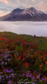 Wulkan Mount St. Helens