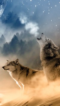 Wyjący wilk