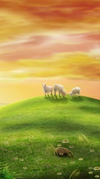 Wypas owieczek na halach w świetle zachodzącego słońca