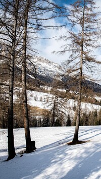 Wysokie drzewa iglaste w śniegu na tle ośnieżonych gór
