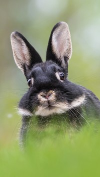 Wystraszony królik ze stojącymi uszami