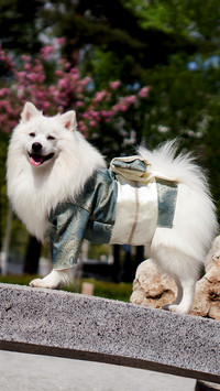 Wystrojony samojed