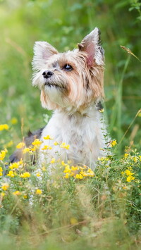 Yorkshire terrier