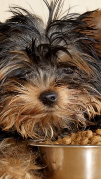 Yorkshire terrier przy misce z karmą