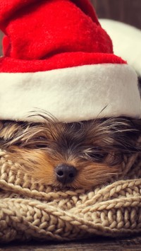 Yorkshire terrier w czapce Mikołaja na szaliku